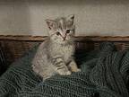 Jacobia Domestic Shorthair Kitten Female