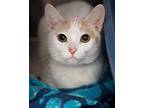 Butterscotch Bliss Domestic Shorthair Young Female