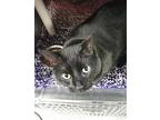 Happy aka Baby Kitty Domestic Shorthair Adult Female