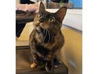 Love Domestic Shorthair Adult Female