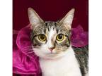 Honey Domestic Shorthair Young Female