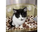 Nilla Domestic Shorthair Kitten Female