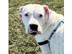 Queenie American Bulldog Adult Female