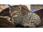 Clover Domestic Shorthair Kitten Female