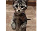 Stipulee Munchkin CW C2023 in New England Domestic Mediumhair Kitten Female