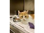 Oscar Domestic Shorthair Adult Male