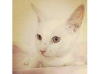 Hedwig Domestic Shorthair Young Male