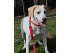 Harvey Labrador Retriever Senior Male