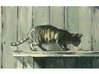 ACEO PRINT OF PAINTING RYTA CAT GREY TABBY FOLK ART FELINE GIFT Folk Art Spring