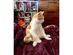 Monky Domestic Shorthair Male
