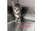 Panini pink collar Domestic Shorthair Young Female