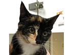 Scarlet Domestic Shorthair Young Female