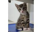 Figgy Domestic Shorthair Kitten Male
