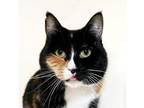 Birdie Domestic Shorthair Adult Female