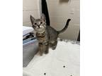Bright [E5] Domestic Shorthair Young Female
