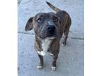 Adopt Aire a Pit Bull Terrier