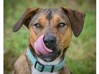 Henry Mountain Cur Adult Male