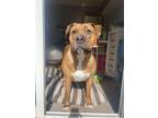 Adopt Eli a Bullmastiff