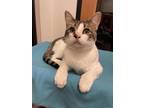 Woody Domestic Shorthair Young Male