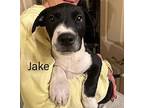 JAKE and OLLIE Labrador Retriever Puppy Male