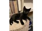 Adopt Pip a Bombay, Domestic Short Hair