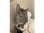 Adopt Latte a Extra-Toes Cat / Hemingway Polydactyl, Domestic Short Hair