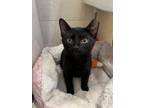 Adopt Licorice a Bombay, Domestic Short Hair