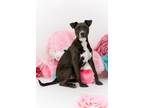 Adopt Augustus a Bull Terrier, Mixed Breed