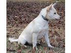 Stormy Labrador Retriever Puppy Female