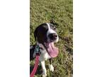 Adopt Pongo a Great Dane, Mixed Breed