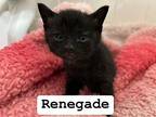 Renegade Domestic Shorthair Kitten Male