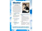 Chester Domestic Shorthair Kitten Male