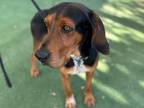 Bowen Black and Tan Coonhound Adult Male