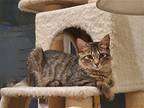 Carlton Domestic Longhair Kitten Male