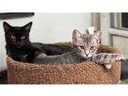 Abigail and Charley (Courtesy Post) Domestic Shorthair Adult Female