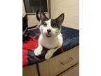 Dylan Domestic Shorthair Kitten Male