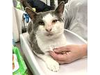 Otter Domestic Shorthair Adult Male