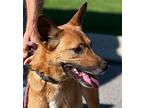 BIBI Carolina Dog Adult Female