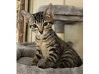 Jan Domestic Shorthair Kitten Female