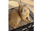 Sherbet Domestic Shorthair Young Female