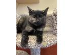 Gigi Domestic Shorthair Kitten Female