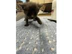 Elwood [E4] Domestic Shorthair Kitten Male