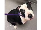 Bessie American Pit Bull Terrier Adult Female