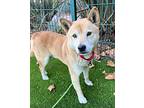 Calvin Shiba Inu Senior Male