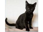 Adagio Domestic Shorthair Adult Male