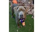 Luigi American Staffordshire Terrier Adult Male