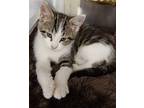 Keebler Domestic Shorthair Kitten Male