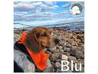BLU Beagle Adult Male