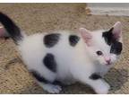 Clown Pants IV (bonded w/ Cierra) Domestic Shorthair Kitten Male