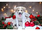 PUPPY REMBRANDT Anatolian Shepherd Puppy Male